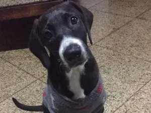 Cachorro raça Labrador misturado idade 2 a 6 meses nome Sem nome