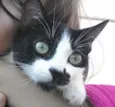 Floki