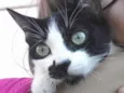 Floki
