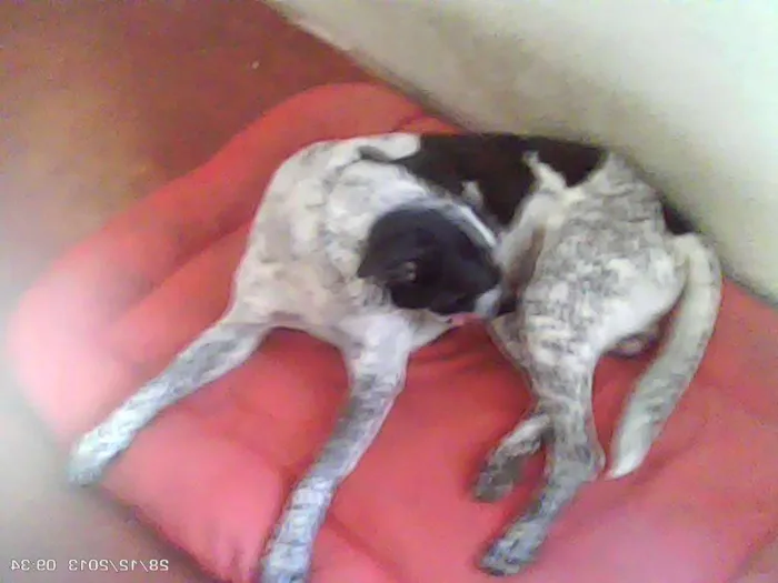 Cachorro ra a Pointer Ingles idade 6 ou mais anos nome Coockie