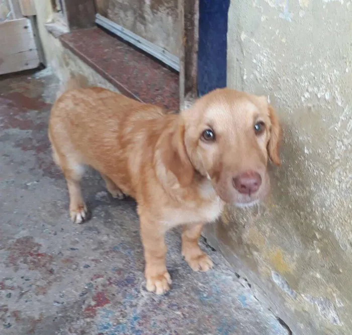 Cachorro ra a Sem raça definida idade 2 a 6 meses nome Fernando