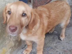 Cachorro raça Sem raça definida idade 2 a 6 meses nome Fernando