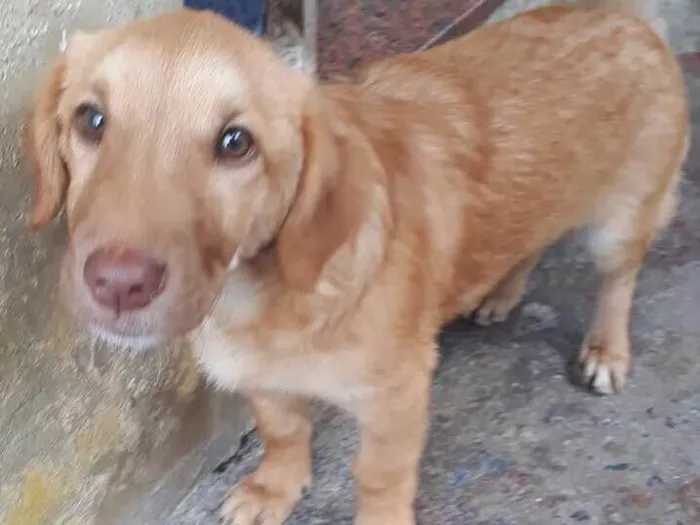 Cachorro ra a Sem raça definida idade 2 a 6 meses nome Fernando
