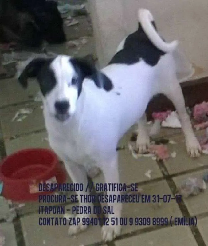 Cachorro raça Vira lata idade 1 ano nome THOR GRATIFICA