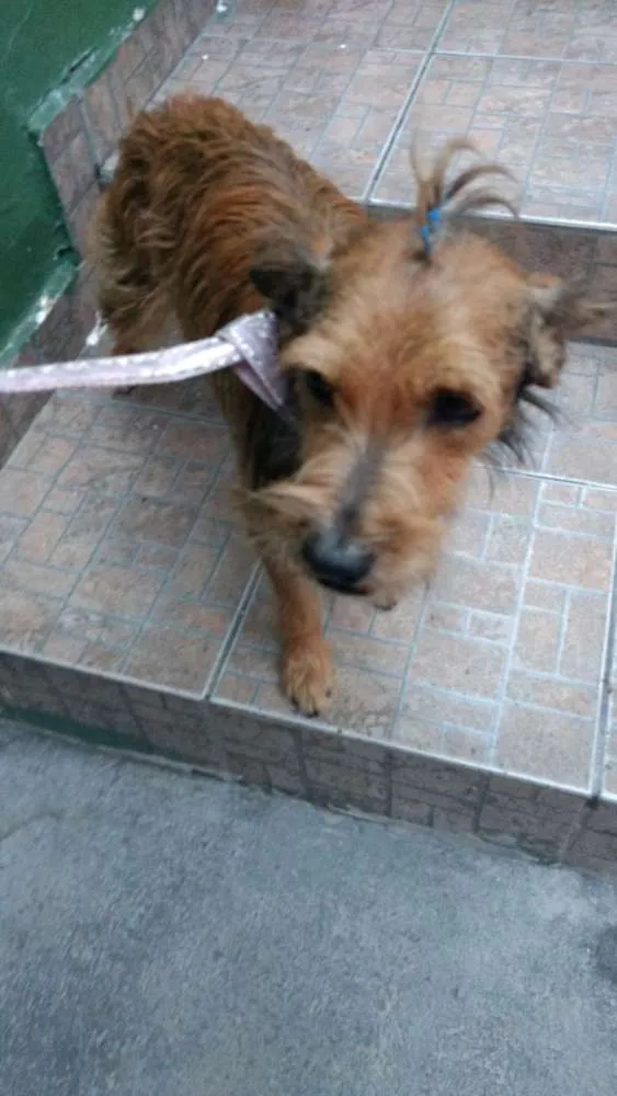 Cachorro ra a Srd idade 5 anos nome Benn