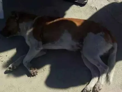 Cachorro raça Vira lata idade  nome Nao sabemos