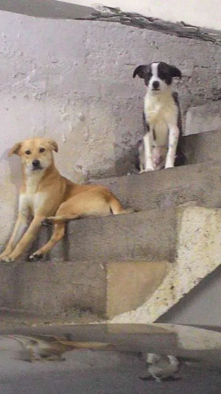 Cachorro ra a Mestiços idade 3 anos nome Marley e Pitty