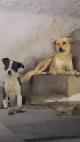 Marley e Pitty