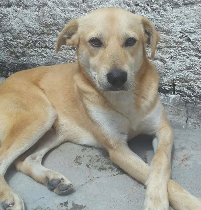 Cachorro ra a Mestiços idade 3 anos nome Marley e Pitty
