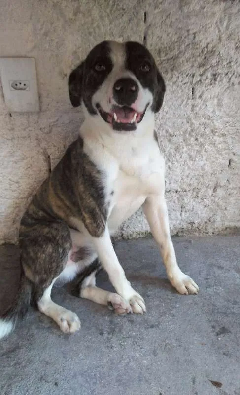 Cachorro ra a Mestiços idade 3 anos nome Marley e Pitty