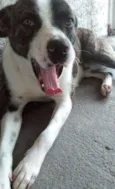 Marley e Pitty
