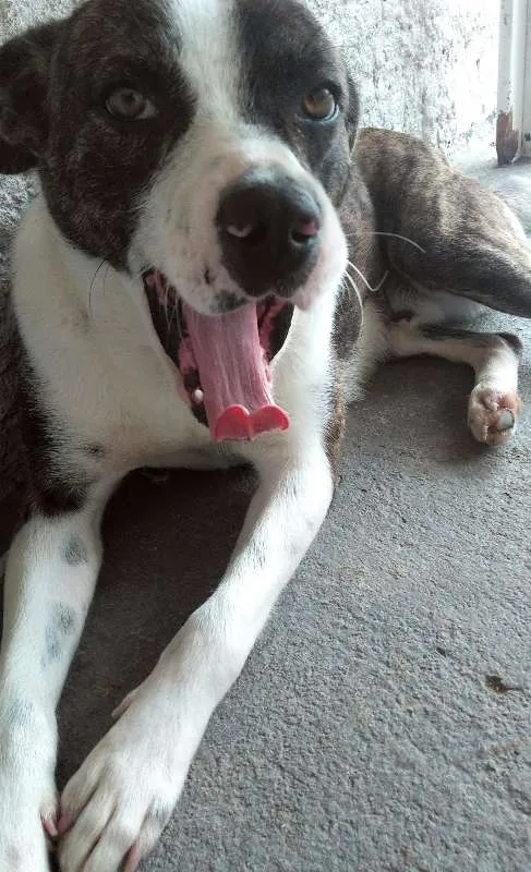 Cachorro ra a Mestiços idade 3 anos nome Marley e Pitty
