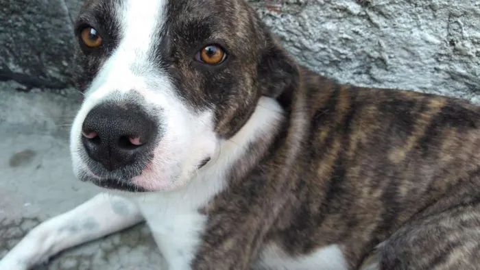 Cachorro ra a Mestiços idade 3 anos nome Marley e Pitty