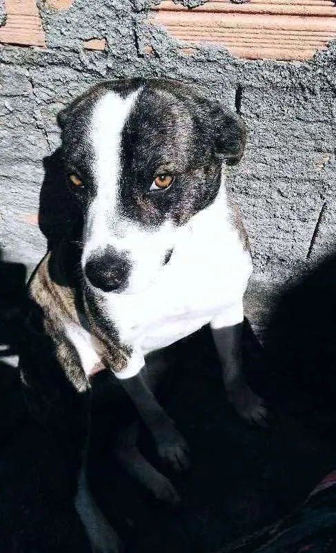 Cachorro ra a Mestiços idade 3 anos nome Marley e Pitty