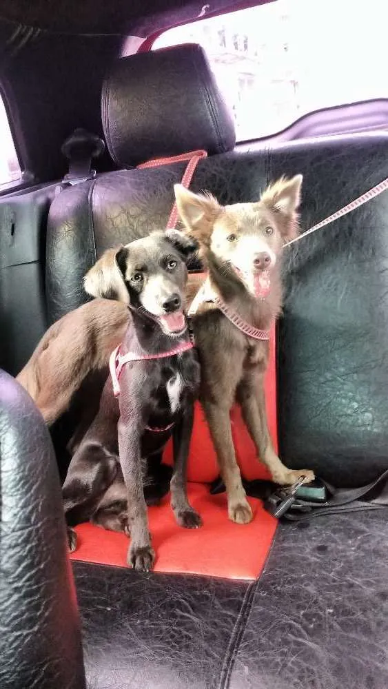 Cachorro ra a Viralata  idade 7 a 11 meses nome Balofa e Cristal