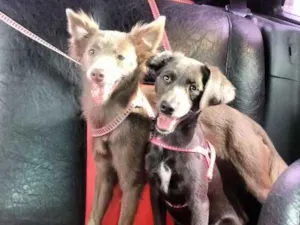 Cachorro raça Viralata  idade 7 a 11 meses nome Balofa e Cristal