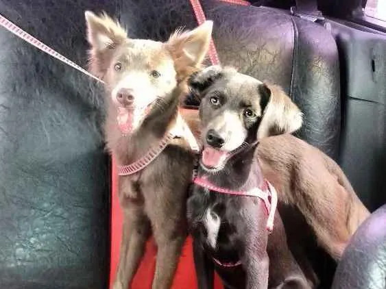 Cachorro ra a Viralata  idade 7 a 11 meses nome Balofa e Cristal