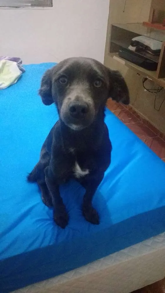 Cachorro ra a Viralata idade 7 a 11 meses nome Balofa 