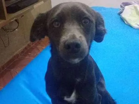 Cachorro ra a Viralata idade 7 a 11 meses nome Balofa 