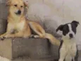 Marley e Pitty