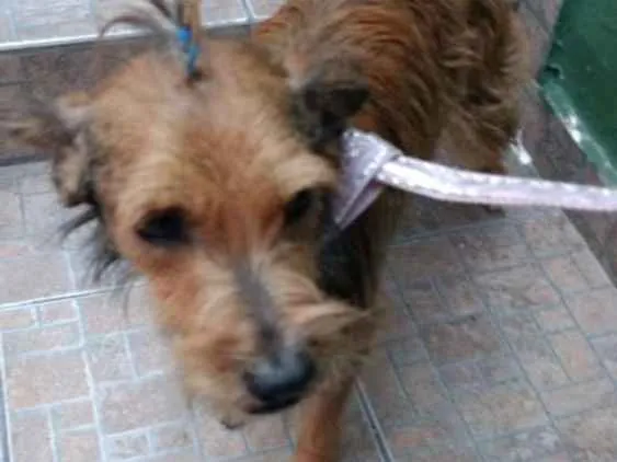 Cachorro ra a Srd idade 5 anos nome Benn