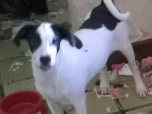 Cachorro raça Vira lata idade 1 ano nome THOR GRATIFICA