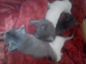 Gato raça Não definida idade Abaixo de 2 meses nome Não tem