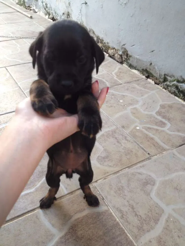 Cachorro ra a  idade Abaixo de 2 meses nome Lolo