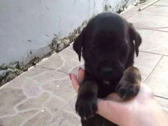 Cachorro ra a  idade Abaixo de 2 meses nome Lolo