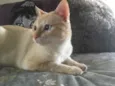 MARSHMALLOW