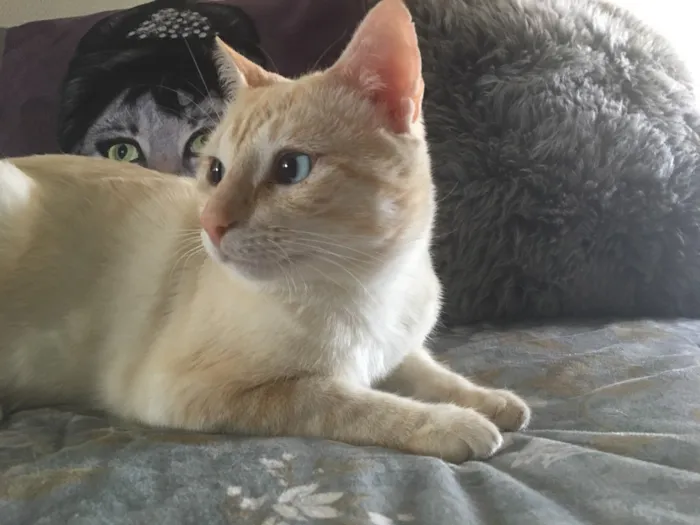 Gato ra a SRD idade 7 a 11 meses nome MARSHMALLOW