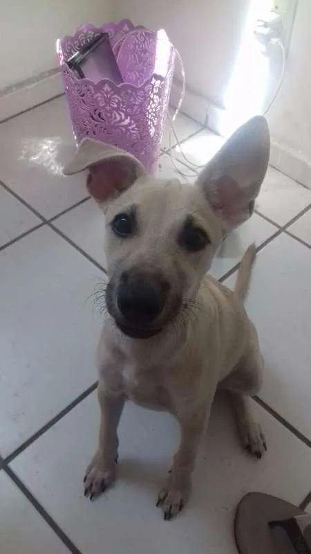 Cachorro ra a SRD idade 2 a 6 meses nome Baylie