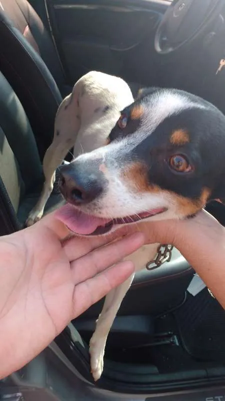 Cachorro ra a SRD idade 1 ano nome Duke 