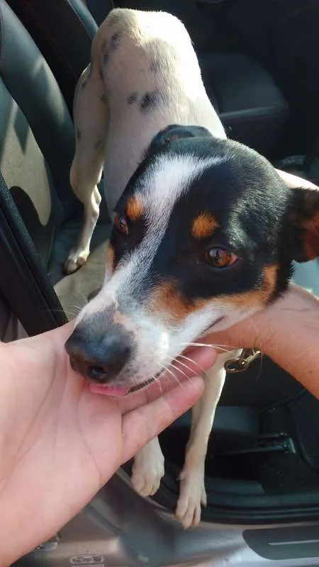 Cachorro ra a SRD idade 1 ano nome Duke 