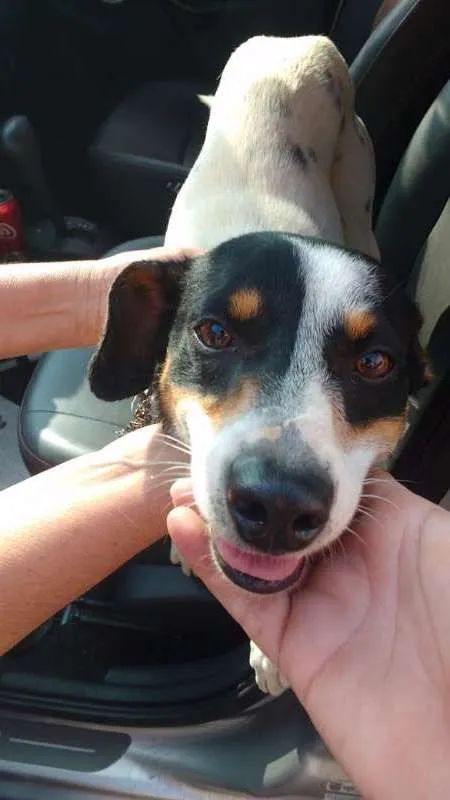 Cachorro ra a SRD idade 1 ano nome Duke 