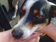 Duke
