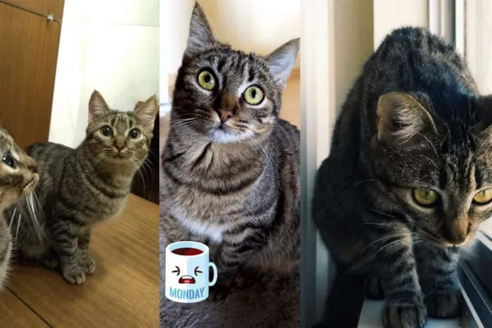 Gato ra a Americana Pelo Curto idade 7 a 11 meses nome Lucy