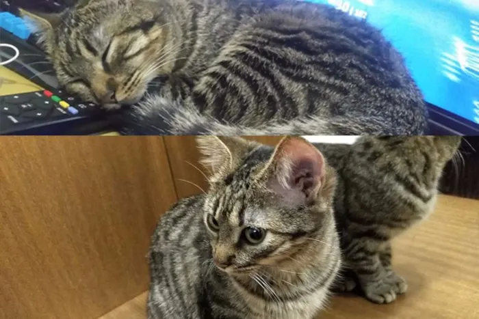 Gato ra a Americana Pelo Curto idade 7 a 11 meses nome Lucy