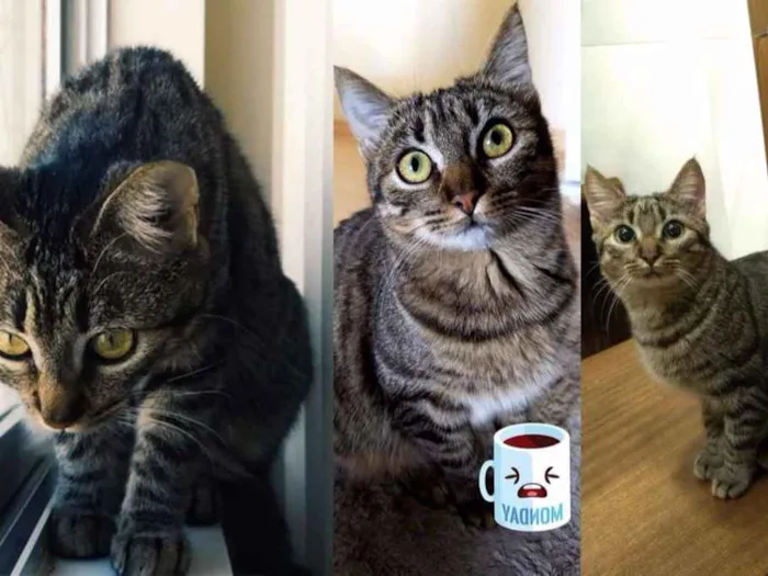 Gato ra a Americana Pelo Curto idade 7 a 11 meses nome Lucy