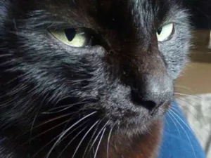 Gato raça  idade 5 anos nome Xoxana