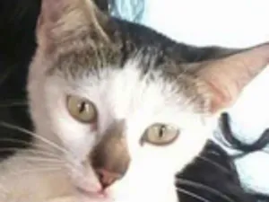 Gato raça SRD idade 3 anos nome Branqunho GRATIFICA