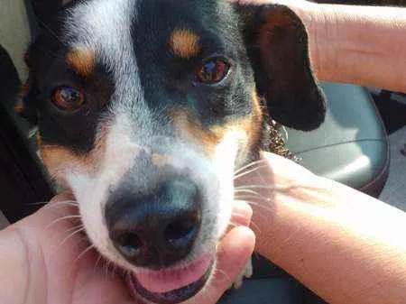 Cachorro ra a SRD idade 1 ano nome Duke 