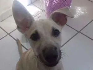 Cachorro raça SRD idade 2 a 6 meses nome Baylie