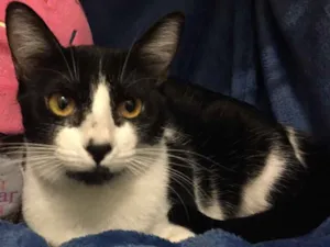 Gato raça SRD idade 7 a 11 meses nome Mafalda