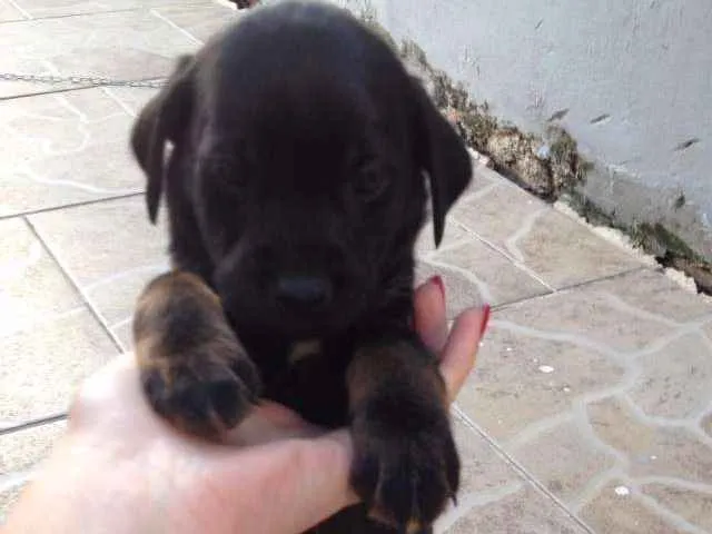 Cachorro ra a  idade Abaixo de 2 meses nome Lolo