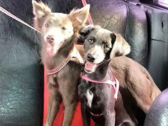 Cachorro ra a Viralata  idade 7 a 11 meses nome Balofa e Cristal