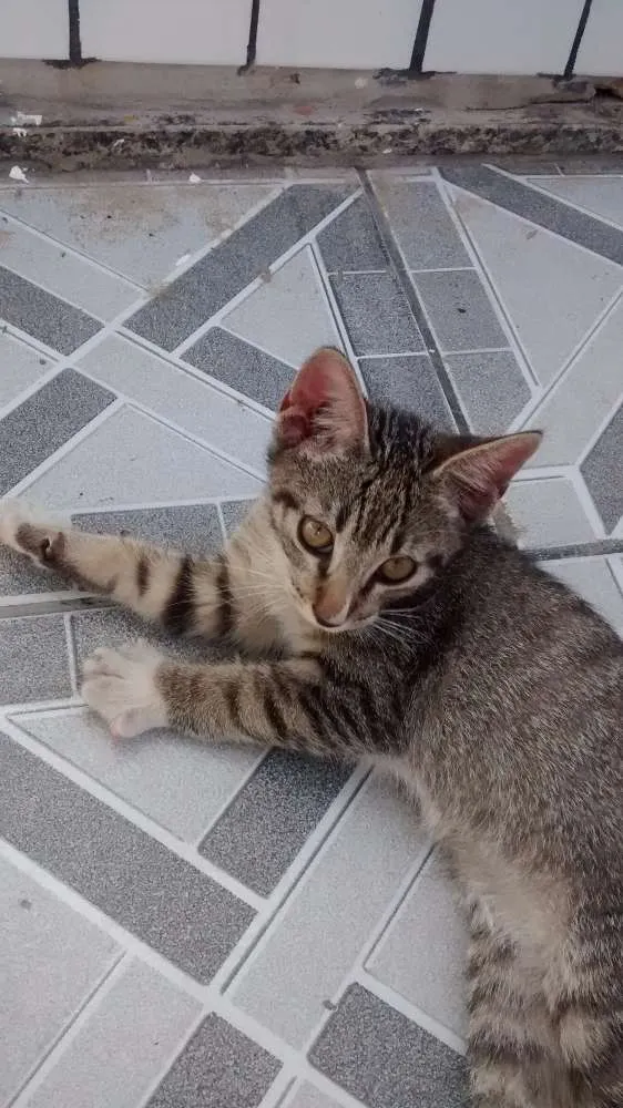 Gato ra a Sem raça definida idade 2 a 6 meses nome Fred