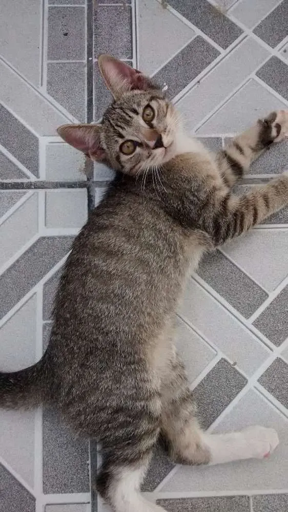Gato ra a Sem raça definida idade 2 a 6 meses nome Fred