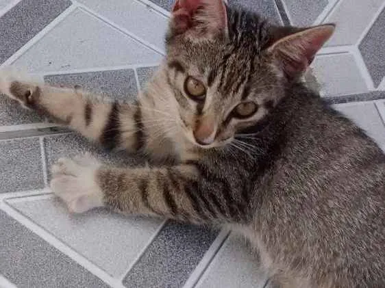 Gato ra a Sem raça definida idade 2 a 6 meses nome Fred