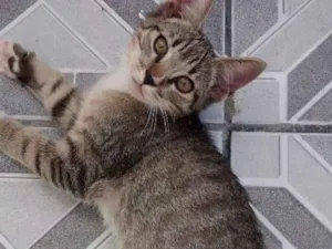 Gato raça Sem raça definida idade 2 a 6 meses nome Fred